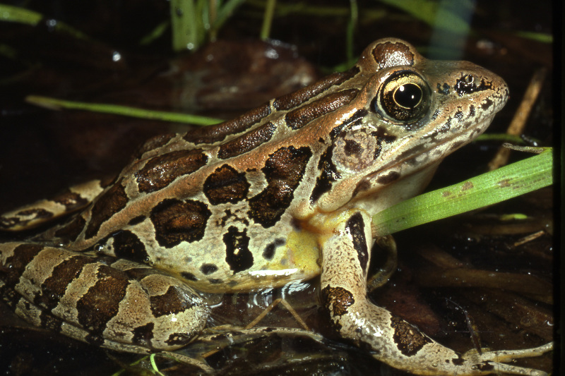 Pickerel frog (Lithobates palustris). Credit: Jack Ray